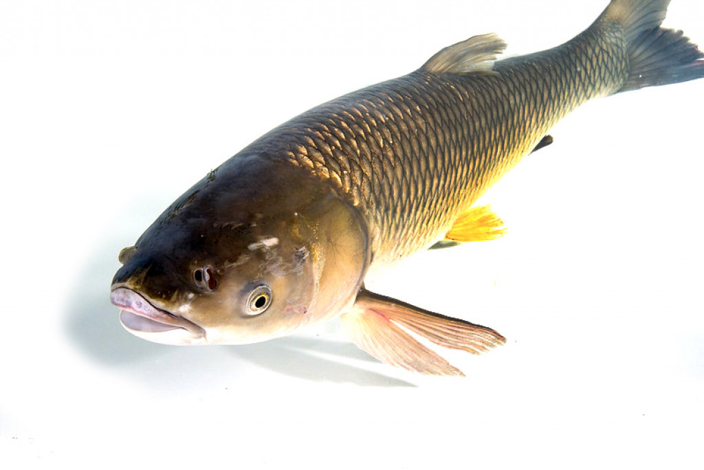 Как выглядит рыба белый амур: фото и описание